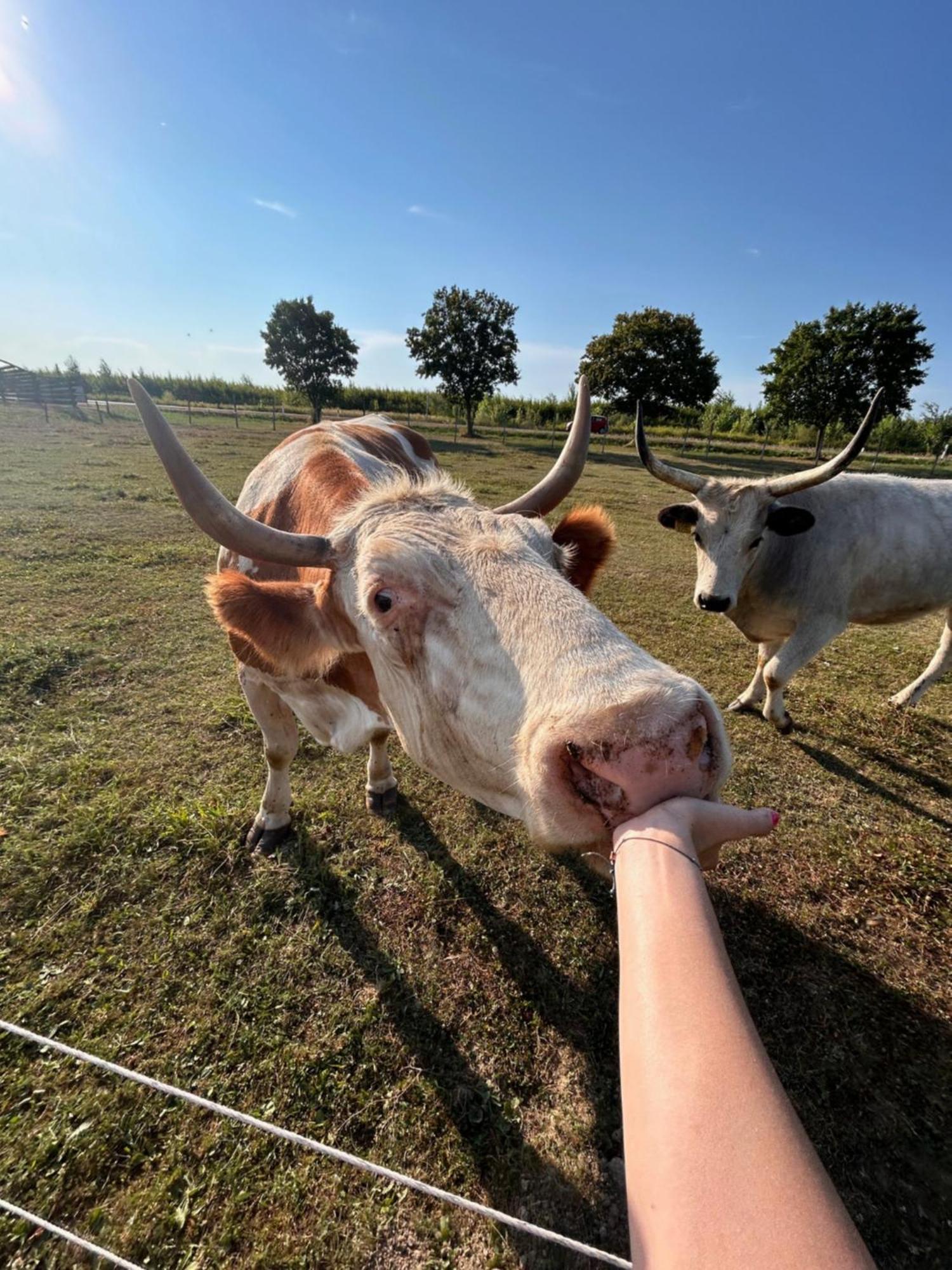 Csodaszarvas Vendeghazak Rabahidveg Zewnętrze zdjęcie