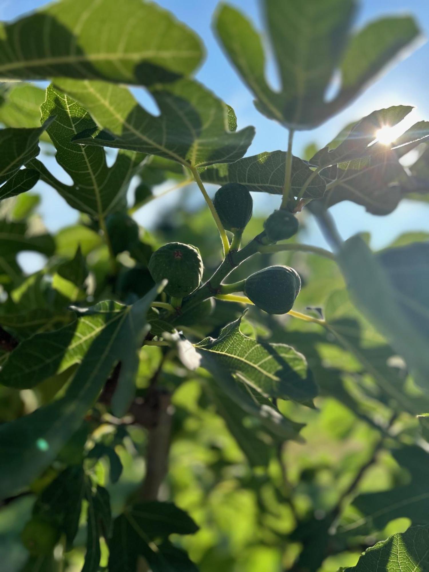 Csodaszarvas Vendeghazak Rabahidveg Zewnętrze zdjęcie